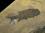 Spectacular Permian Amphibian & Fish Plate #7081-4